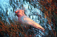 OB149 Major Mitchell Cockatoo, Outback Australia